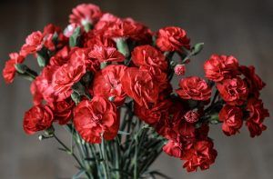 flors-xuquer-clavel-post-claveles-flores-para-regalo-floristeria-valencia