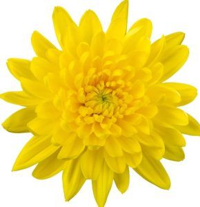 Anastasia, la flor de la primavera