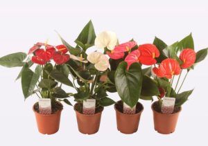 Athurium