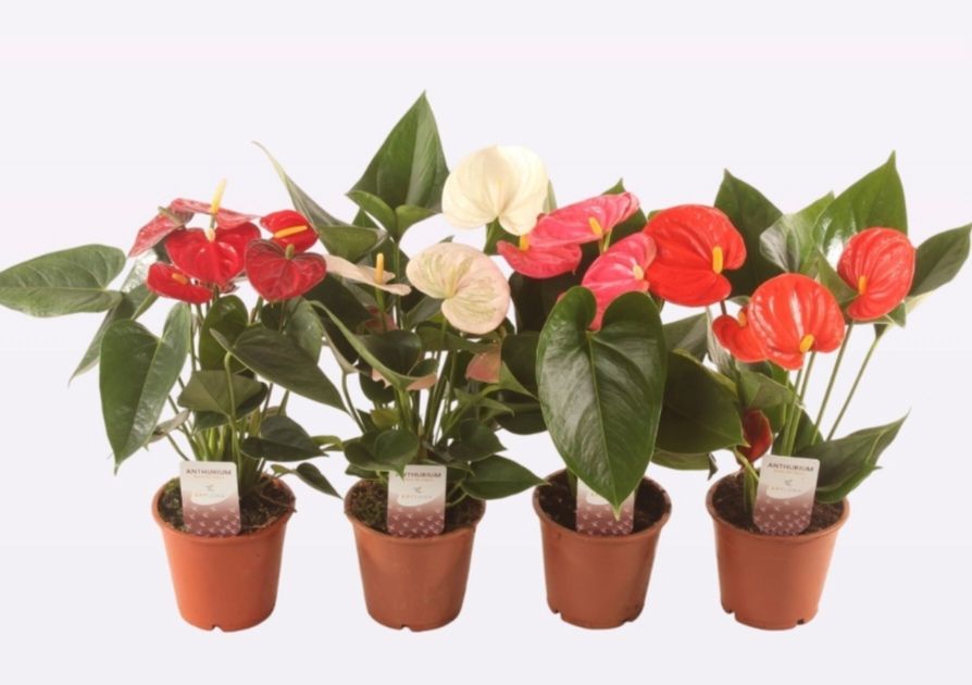 Athurium